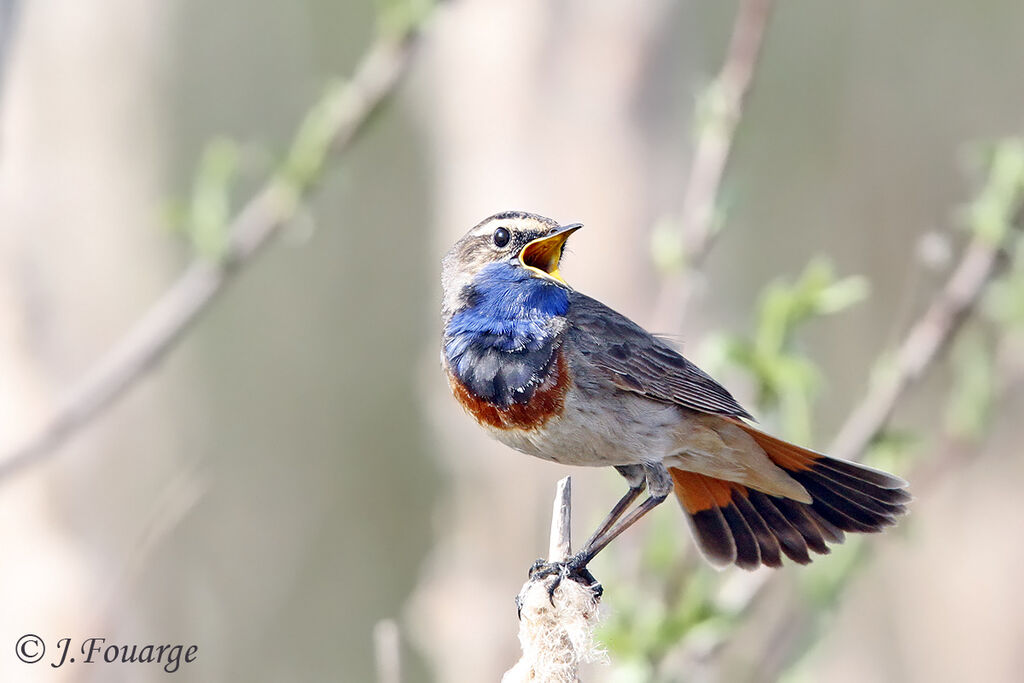 Bluethroat male adult, song, Behaviour