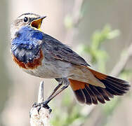 Bluethroat