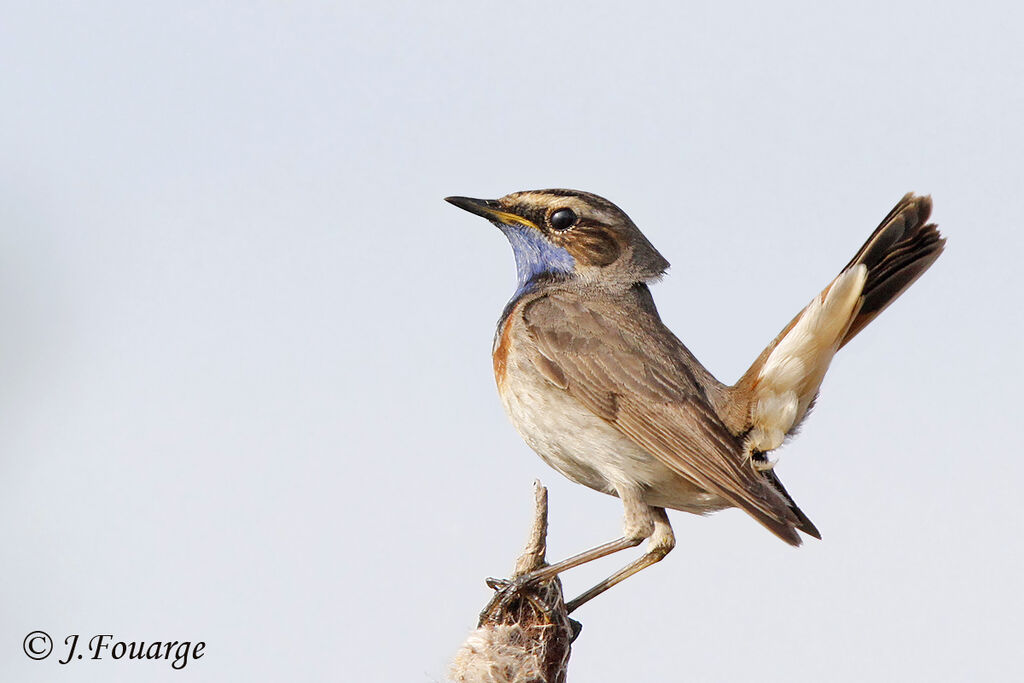 Bluethroat male adult, Behaviour