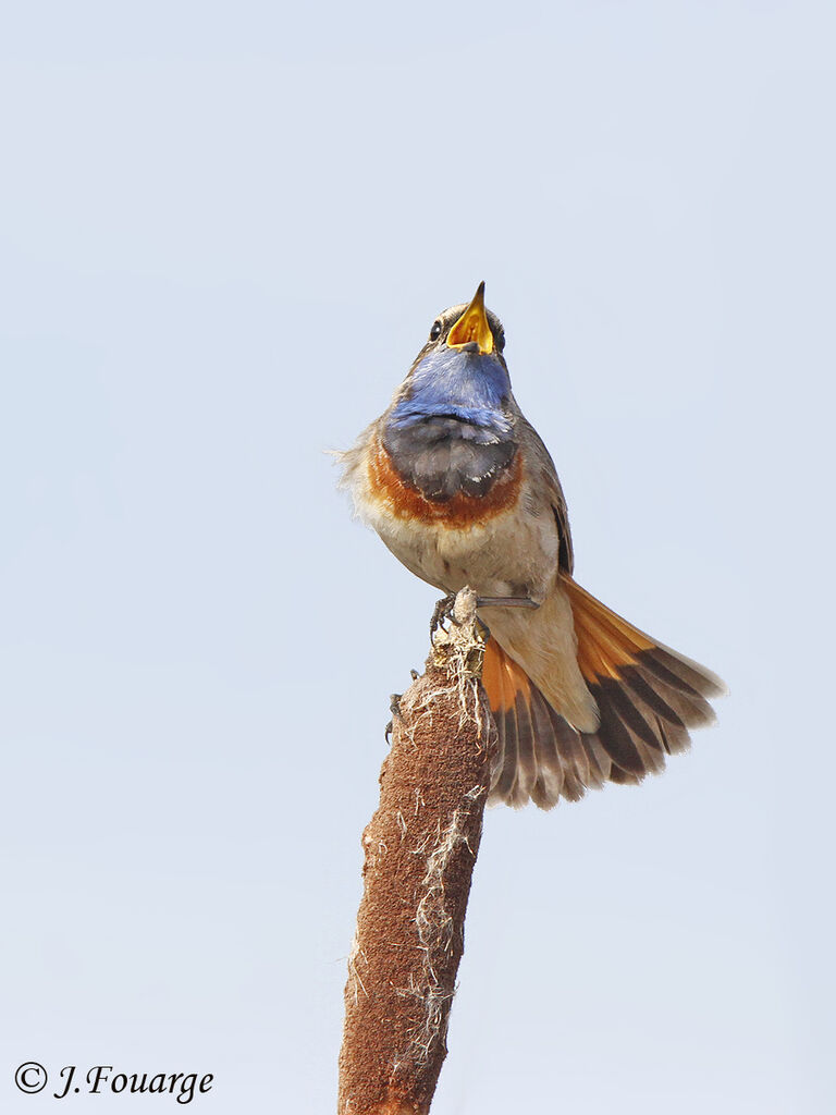 Bluethroat male adult, song, Behaviour