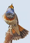 Bluethroat