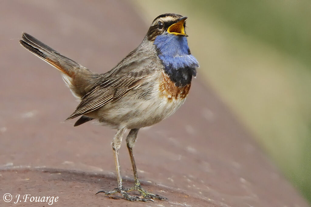 Bluethroat male adult, song, Behaviour