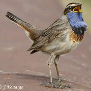 Bluethroat