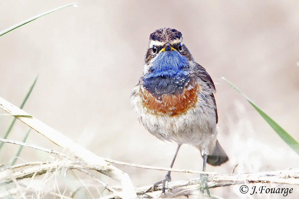 Bluethroat male adult