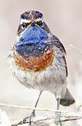 Bluethroat