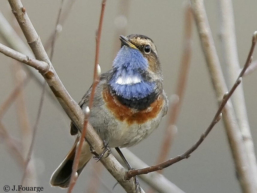 Bluethroat