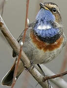 Bluethroat