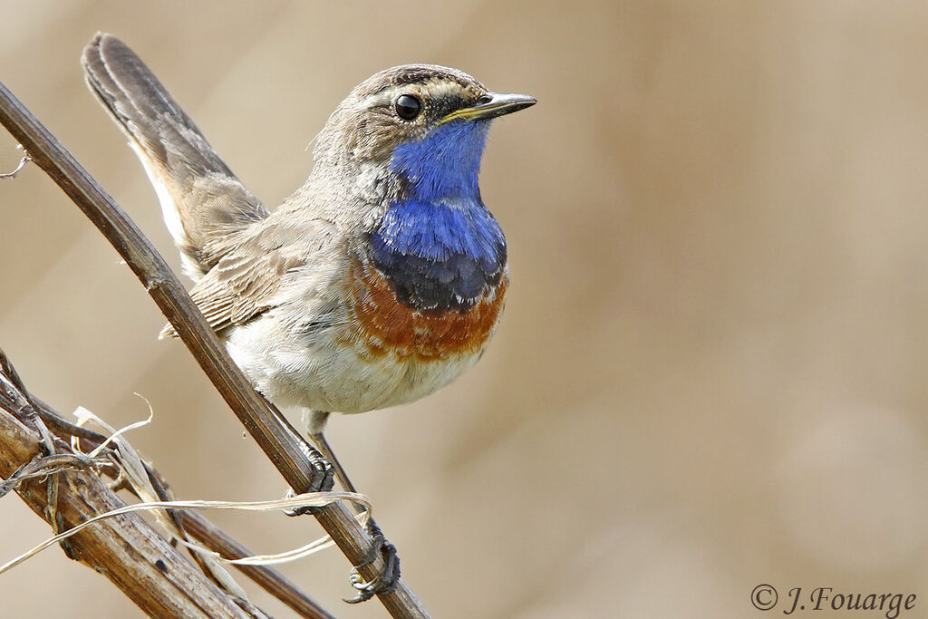 Bluethroat male adult, identification, Behaviour