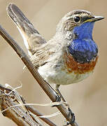 Bluethroat