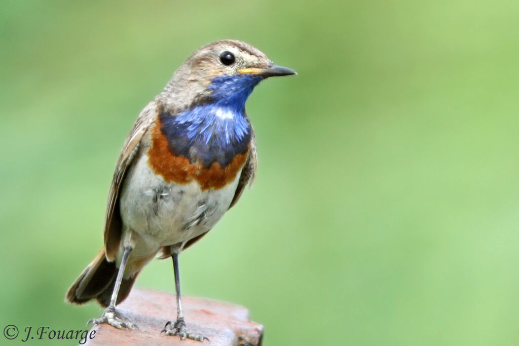 Bluethroat male adult, identification