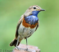 Bluethroat