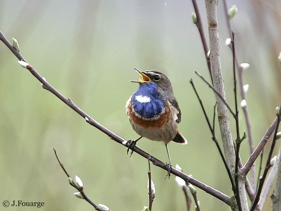 Bluethroat