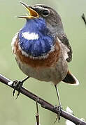 Bluethroat