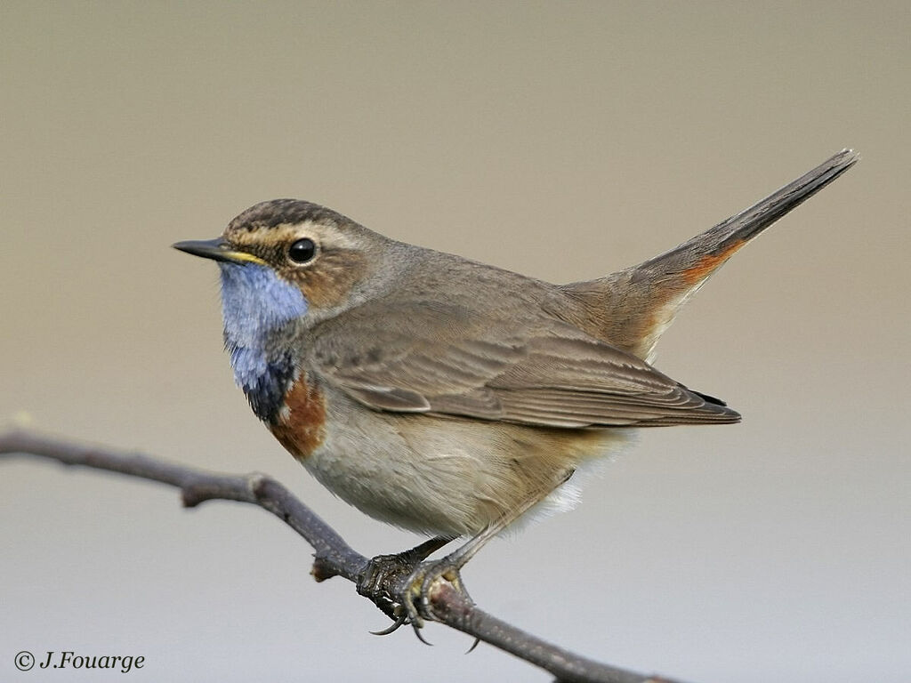 Bluethroat male adult