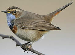 Bluethroat