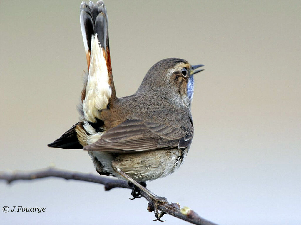 Bluethroat male adult