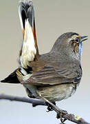 Bluethroat