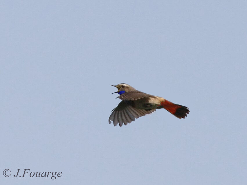 Bluethroat male adult