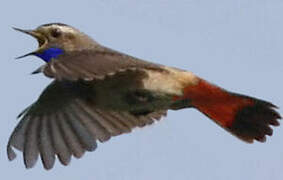 Bluethroat