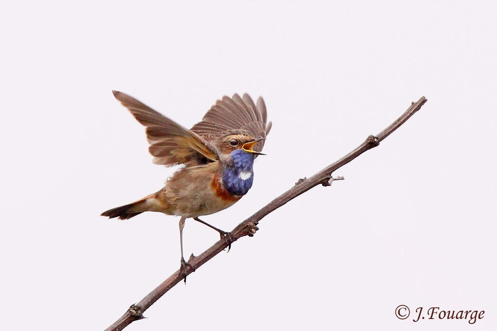 Bluethroat male