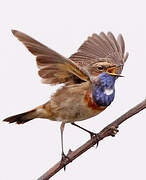 Bluethroat