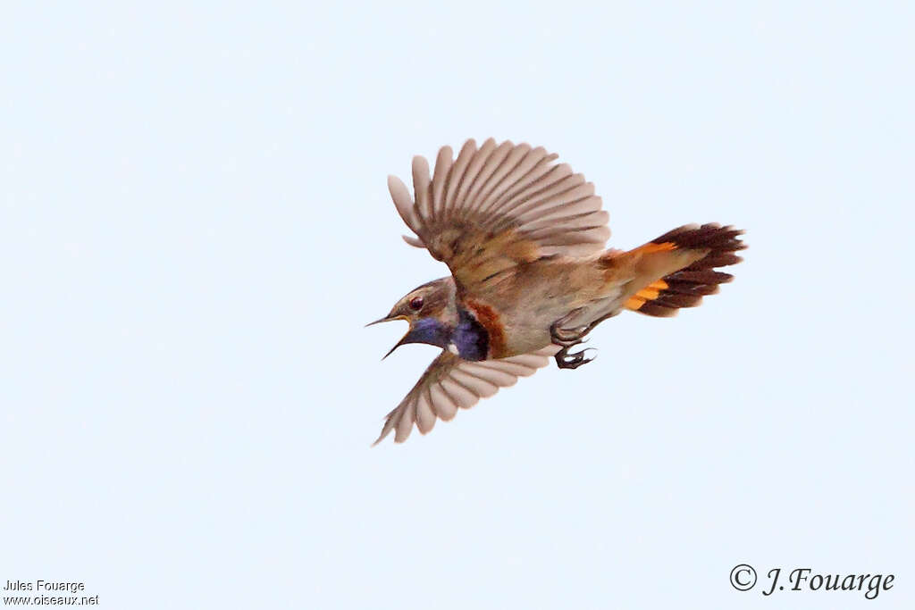 Bluethroat male adult breeding, Flight, song