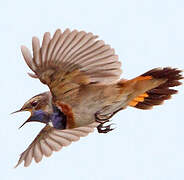 Bluethroat