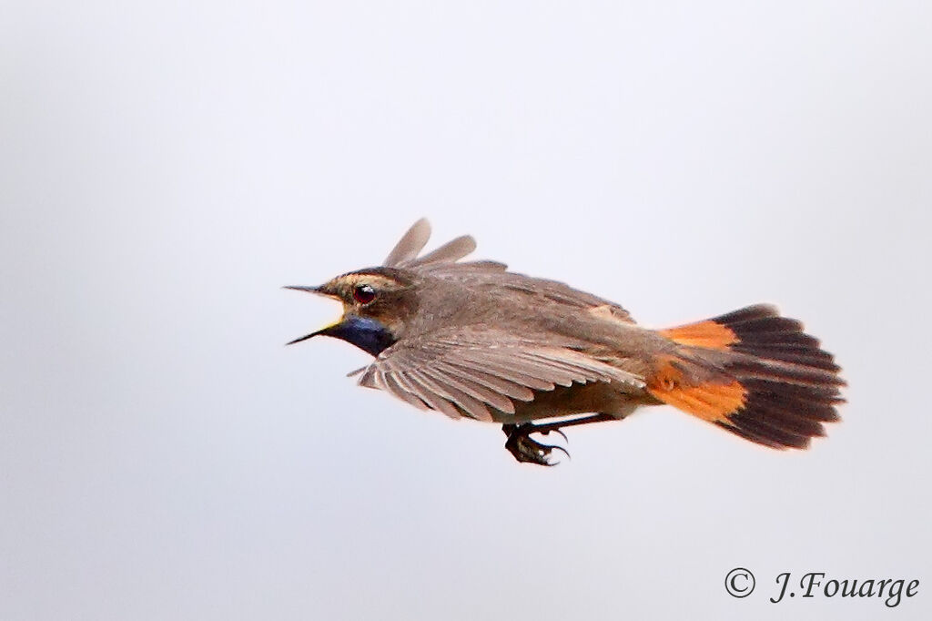 Bluethroat male