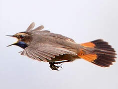 Bluethroat