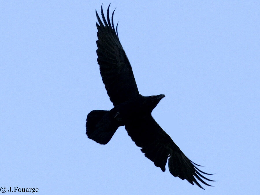 Northern Raven