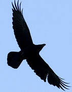 Northern Raven