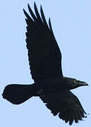 Northern Raven