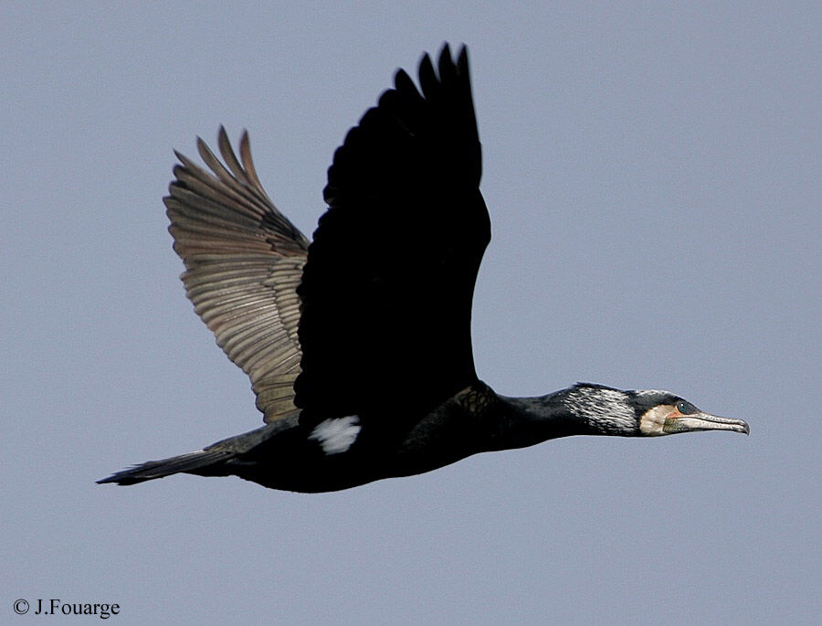 Great Cormorant