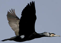 Great Cormorant