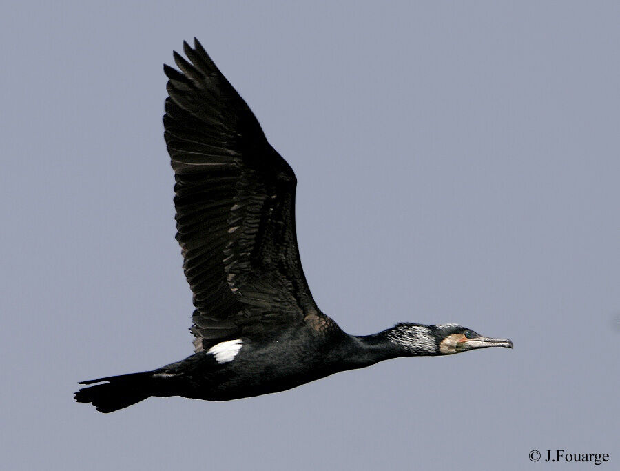 Great Cormorant