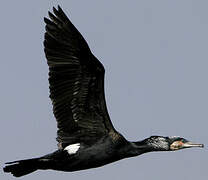 Great Cormorant