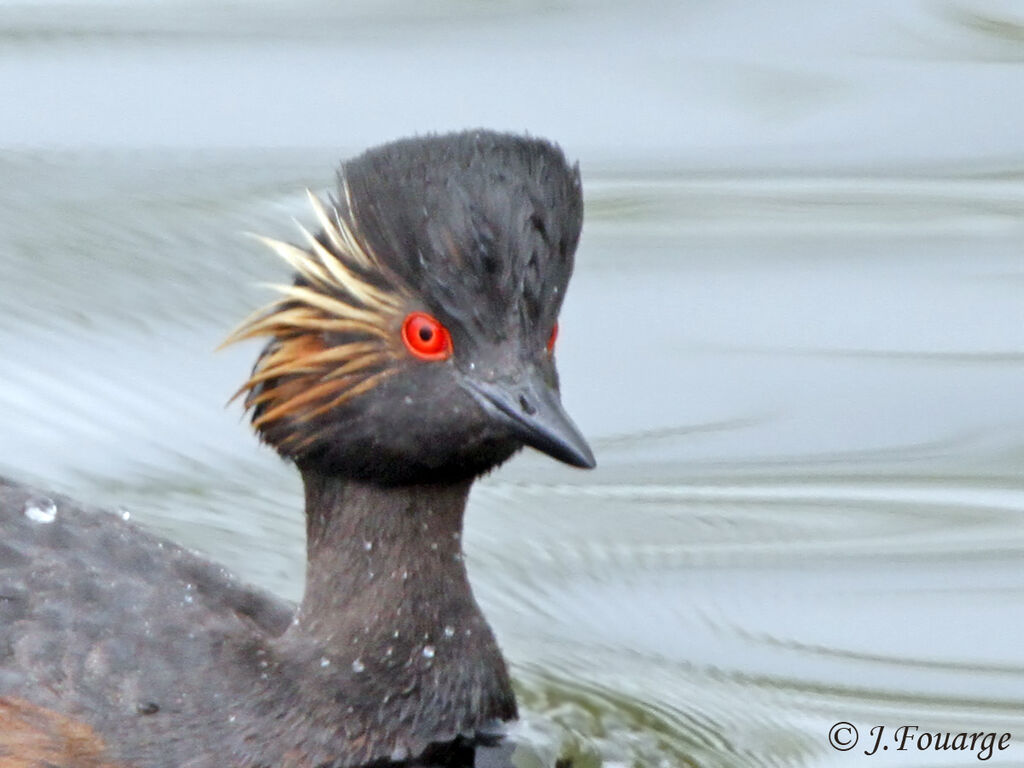 Black-necked Grebe male adult, identification