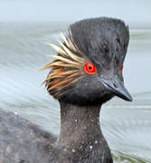 Black-necked Grebe