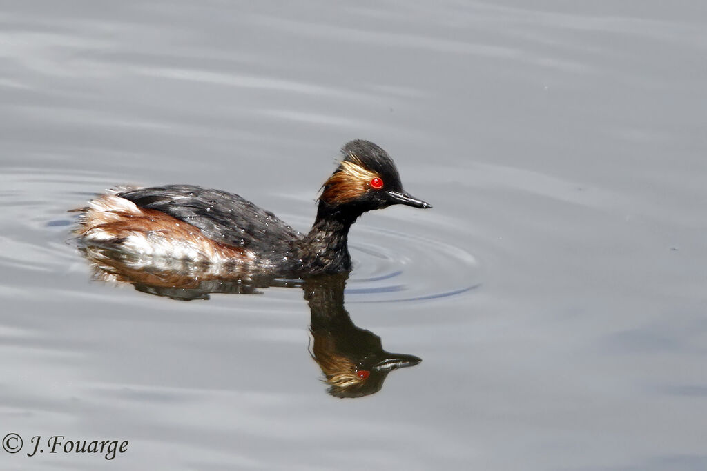 Black-necked Grebeadult, identification