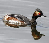 Black-necked Grebe