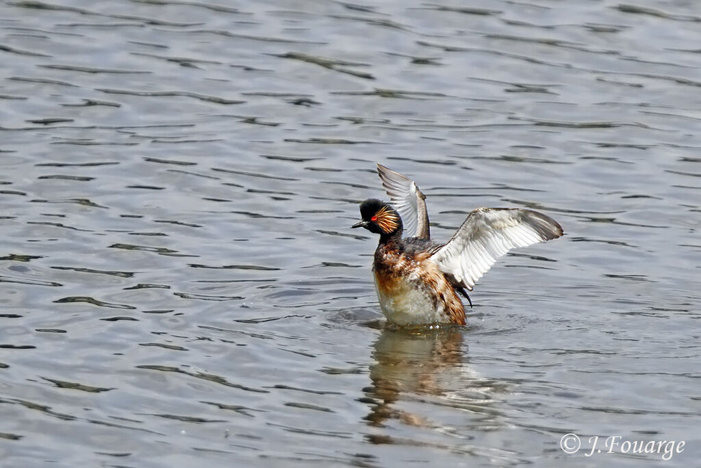 Black-necked Grebeadult, identification