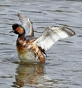 Black-necked Grebe