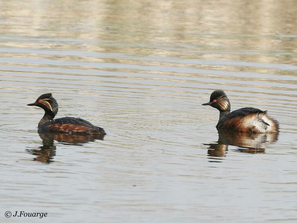 Black-necked Grebe adult