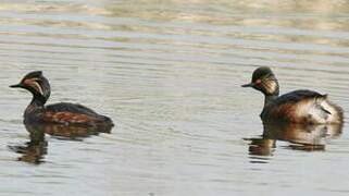 Black-necked Grebe