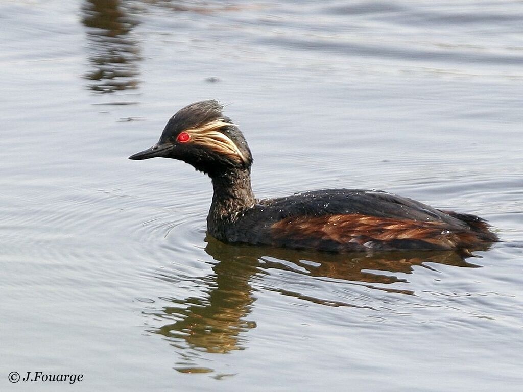 Black-necked Grebeadult