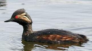 Black-necked Grebe