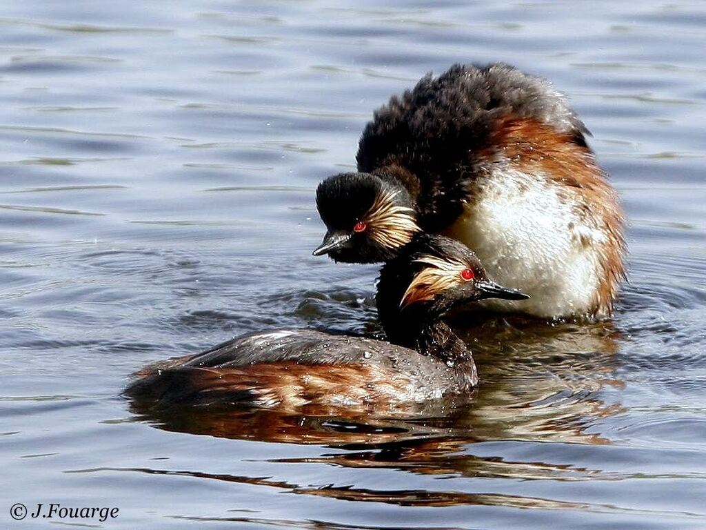 Black-necked Grebe adult