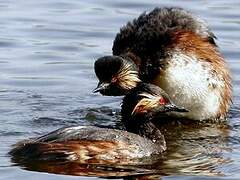 Black-necked Grebe