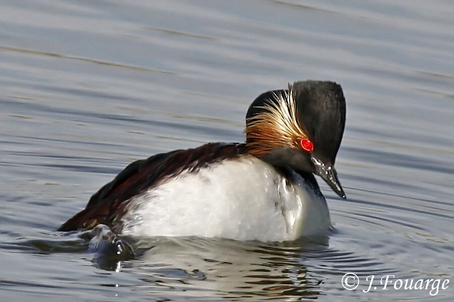 Black-necked Grebe