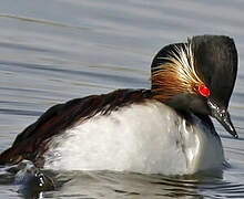 Black-necked Grebe